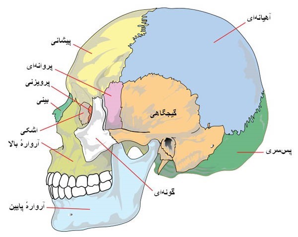 آناتومی مغز انسان