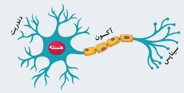 آناتومی نورون چیست؟