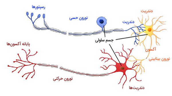انواع نورون چیست؟